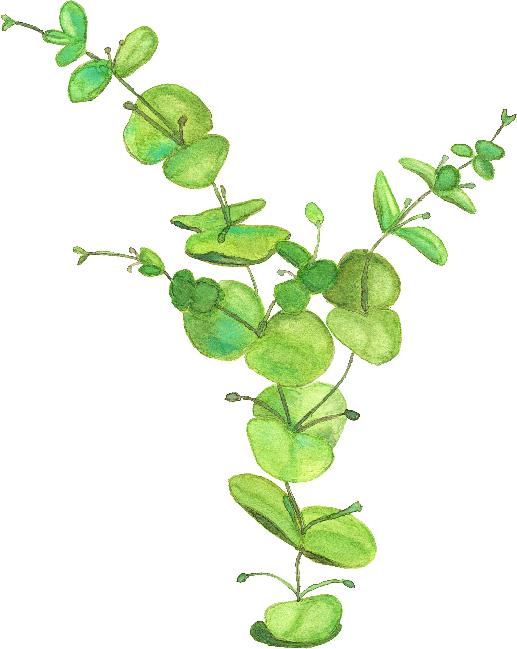 Hand Painted Thriving Leaves Png Transparent - Leafy Greens Backpack By Jenisestandish (1024x1285), Png Download