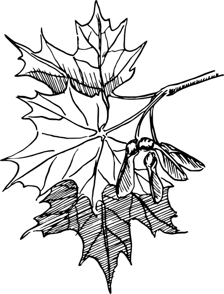 How To Set Use Maple Leaves Svg Vector (456x596), Png Download