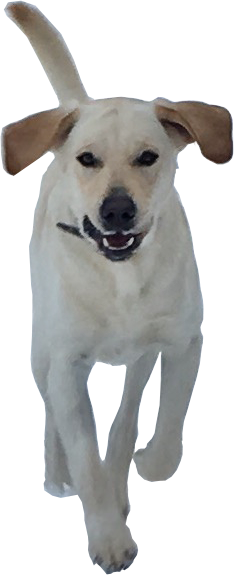 We Offer Classes That Are Either Once A Month And/or - Labrador Retriever (234x575), Png Download