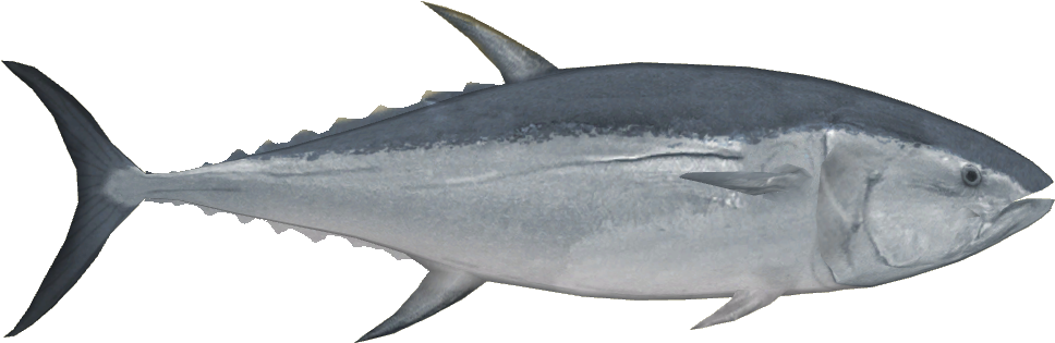 Pacific Bluefin Tuna - Tuna (967x967), Png Download