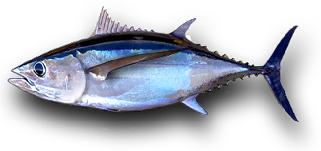 Albacore Tuna Png (650x354), Png Download