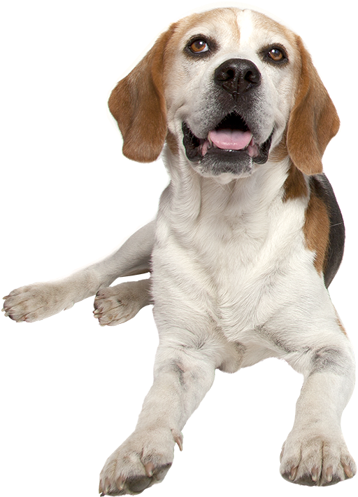 Harrier Hound - Dog (677x800), Png Download