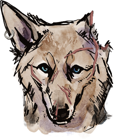 Vesper - Czechoslovakian Wolfdog (377x460), Png Download
