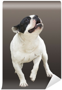 Running Dog Breed French Bulldog On A Brown Background - Dog (400x400), Png Download