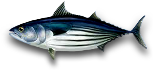 Samson Fish - Png Tuna (538x247), Png Download