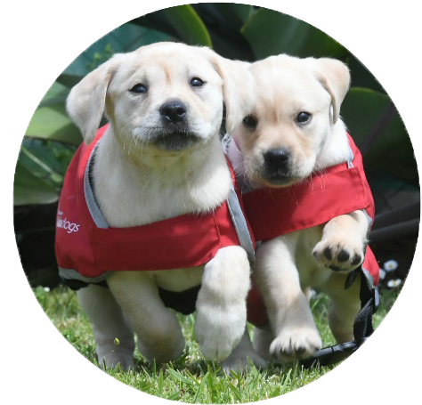 Puppies With Red Coats Running - Puppy (486x486), Png Download