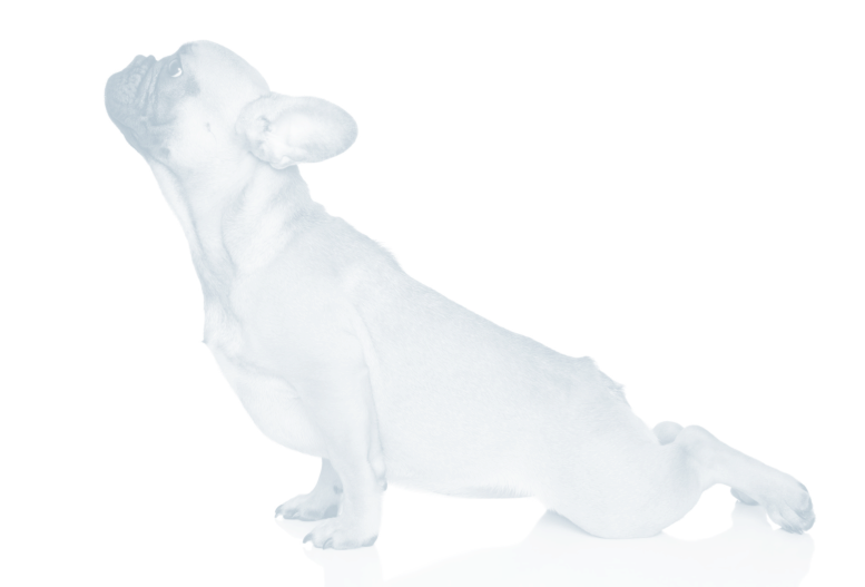 French Bulldog Exercise French Bulldogs Require A Minimal - Dog Yoga Pillow Case (777x527), Png Download