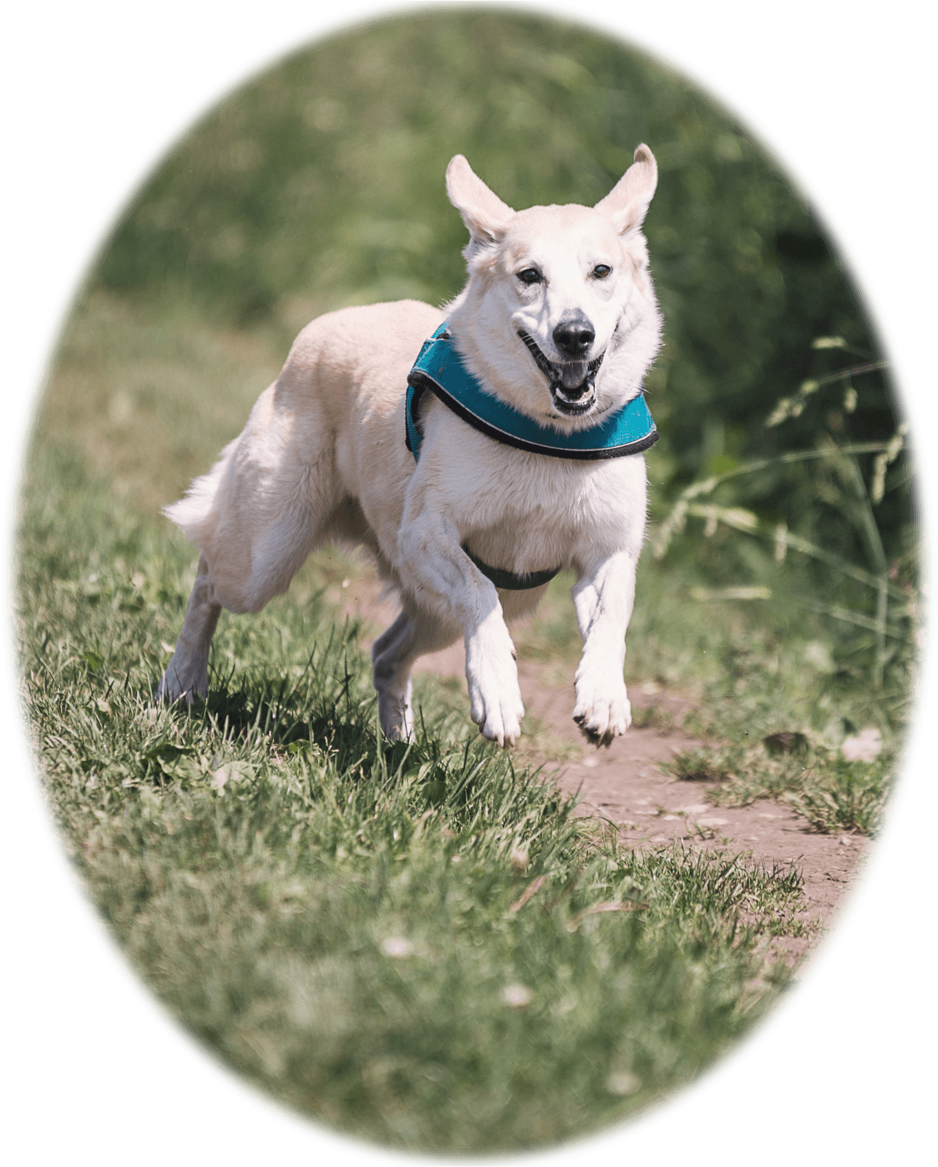 Picture Of A Dog Running - Petrainer Electric Dog Training Collar Rechargeable (1369x1704), Png Download