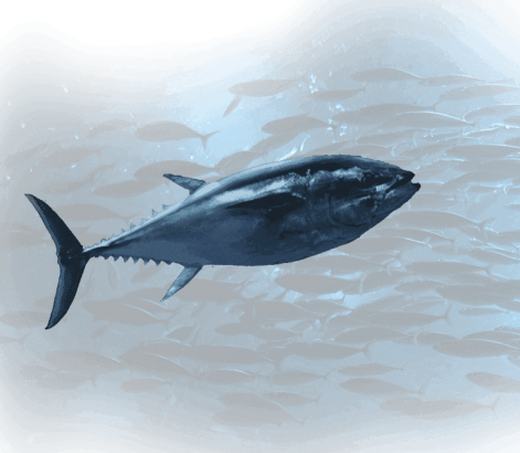 Noaa Fisheries Reverses Course, Decides Endangered - Pacific Bluefin Tuna (471x410), Png Download