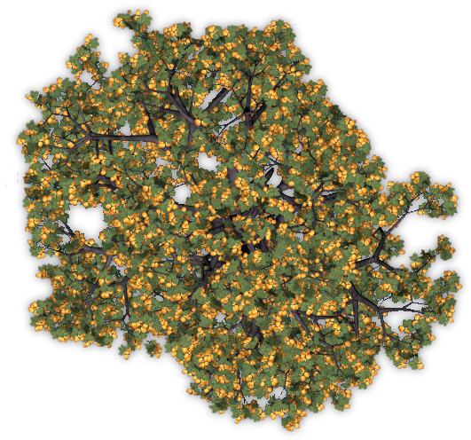 Apricottree4 Blu - Tree (559x525), Png Download