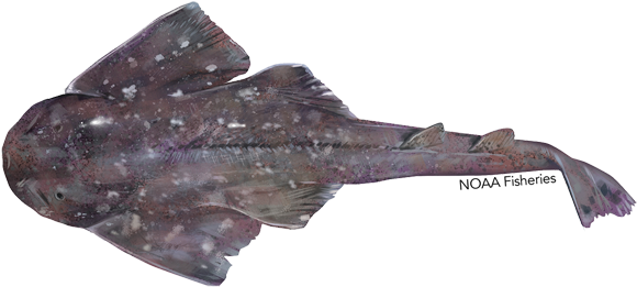 Argentine Angelshark (640x427), Png Download