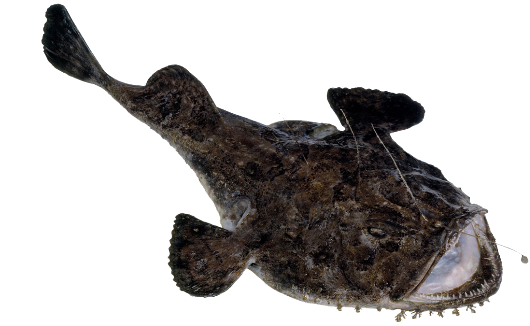 Angler (1160x667), Png Download
