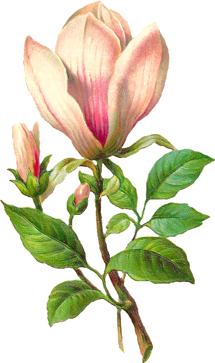 Flower Botanical Png (768x1235), Png Download