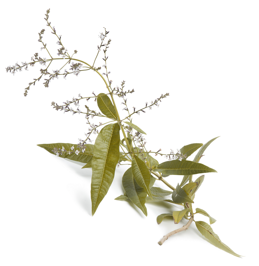 Product Description - Infusión Hierbaluisa Del Empordà Tegust 10 Uds (885x885), Png Download