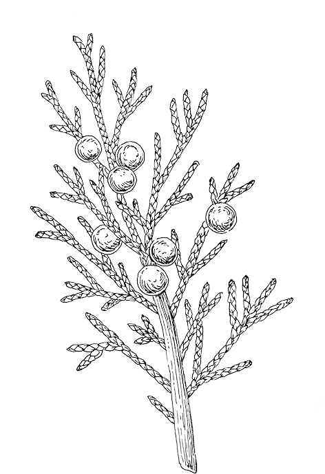 Juniper - Hoja De Ceiba Dibujo (500x739), Png Download