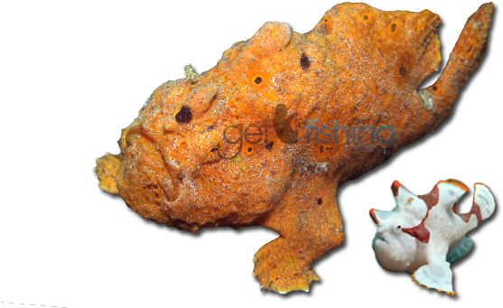 Painted Anglerfish - Bufo (648x350), Png Download