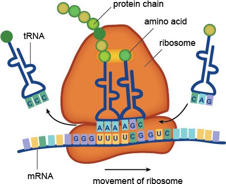 Dna Structure Clipart Clipart Transparent Background - Ribosome Protein Synthesis (460x386), Png Download