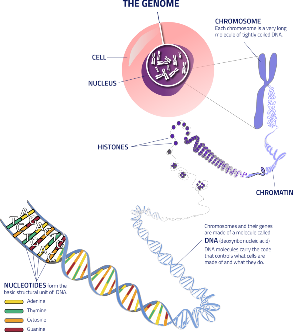 Download Thegenome Cell To Dna Many Chromosomes Do Humans Have PNG