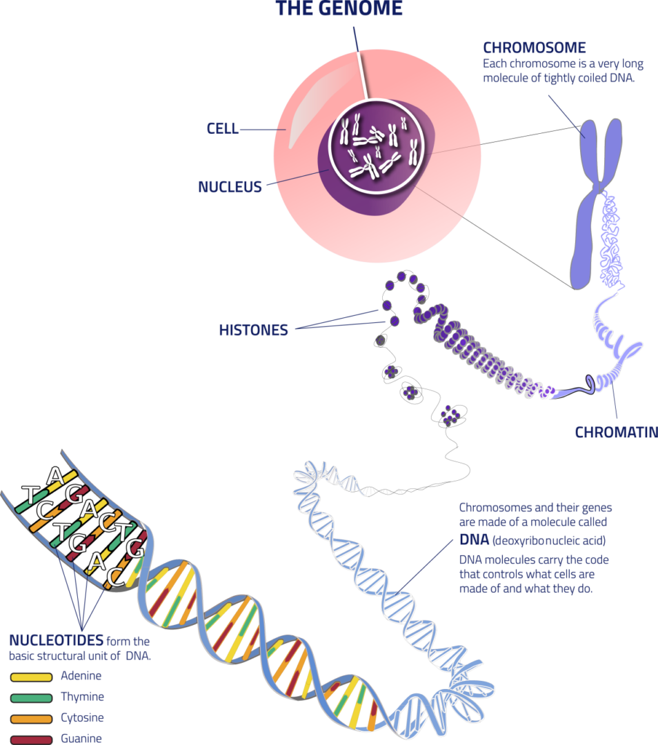 Thegenome Cell To Dna - Many Chromosomes Do Humans Have (954x1080), Png Download