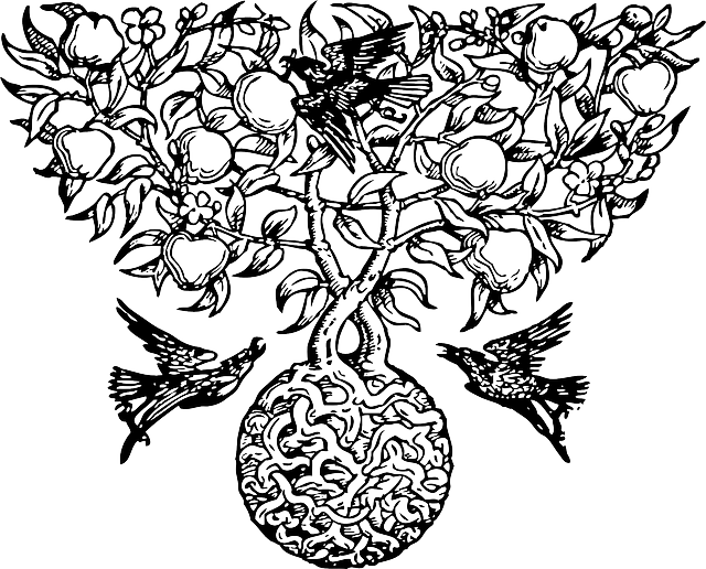 Botanical Drawing Mckeehen - Fruit On Tree Drawing (640x516), Png Download