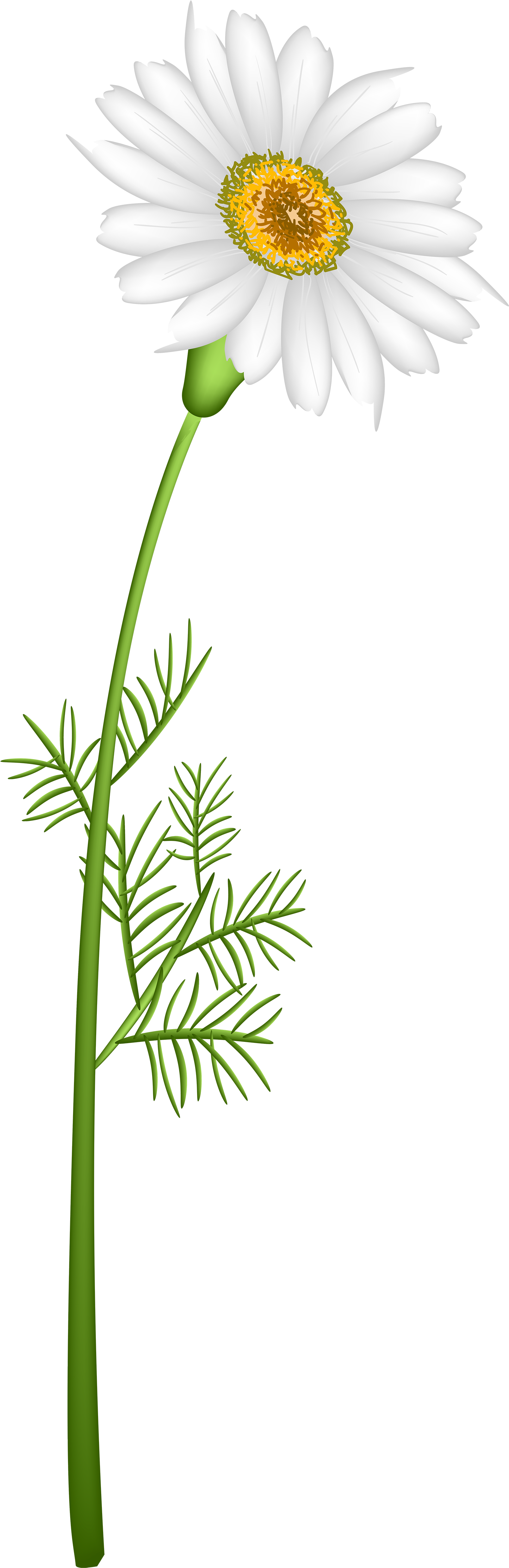 Camomile Clipart (1696x5000), Png Download