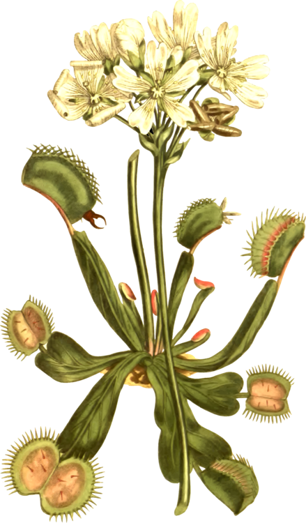 Venus Flytrap Botany Carnivorous Plant Botanical Illustration - Botanical Illustration Venus Fly Trap (439x750), Png Download