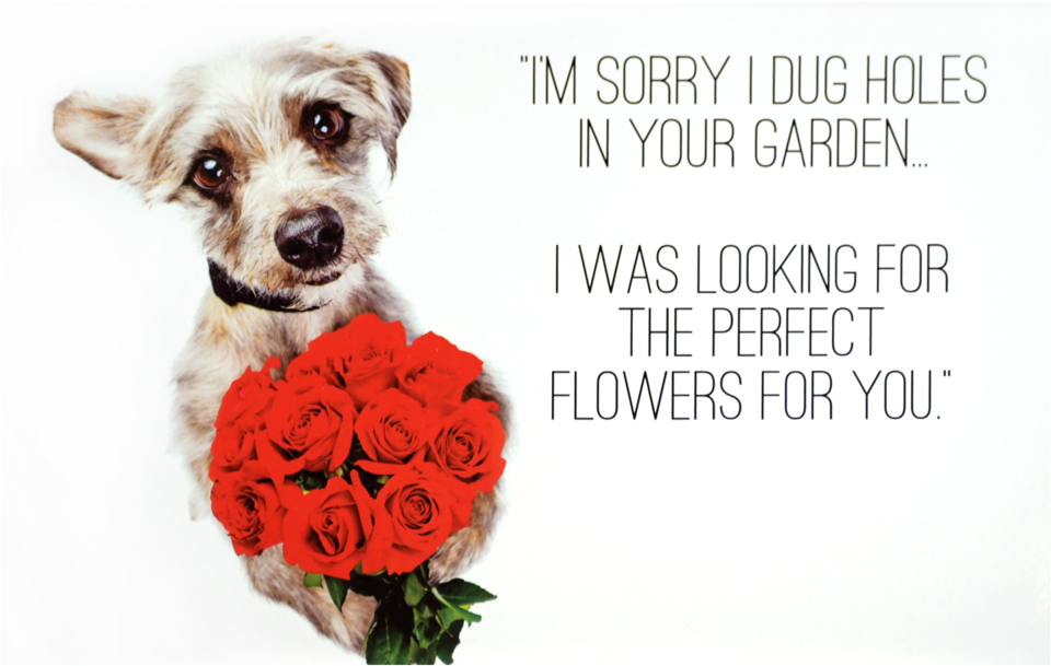 I'm Sorry I Dug Holes (1000x1000), Png Download
