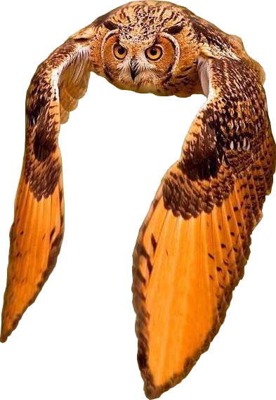 Animalthis Beautiful Owl Flying - Grand Duc D Amerique (393x569), Png Download