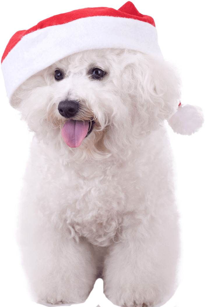 Bichon Frise With Christmas Hat (820x1200), Png Download