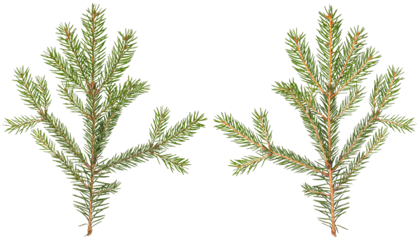 Conifers (600x342), Png Download