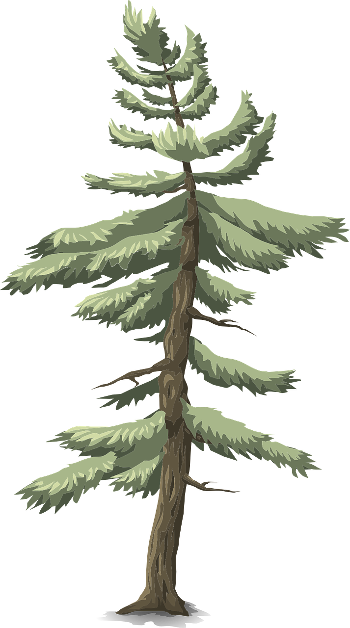 Forest, Tree Conifer Green Nature Forest Outdoor P - Flugzeuge, Eule Und Kaninchen, Gewohnheit Fleecedecke (713x1280), Png Download