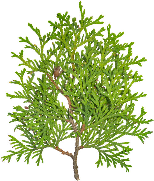 Conifers (521x600), Png Download