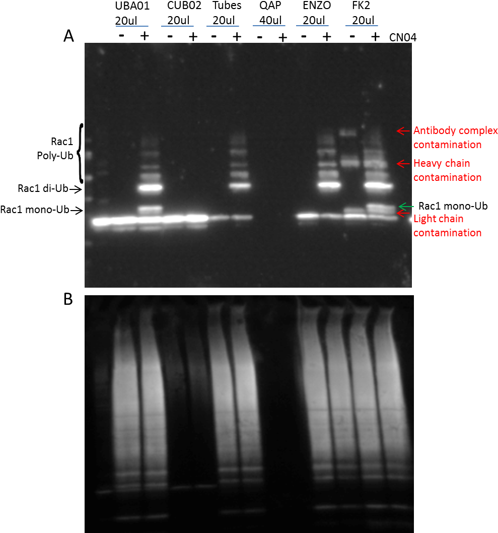 Figure 1 Legend - 3t3 Cells (1037x1071), Png Download