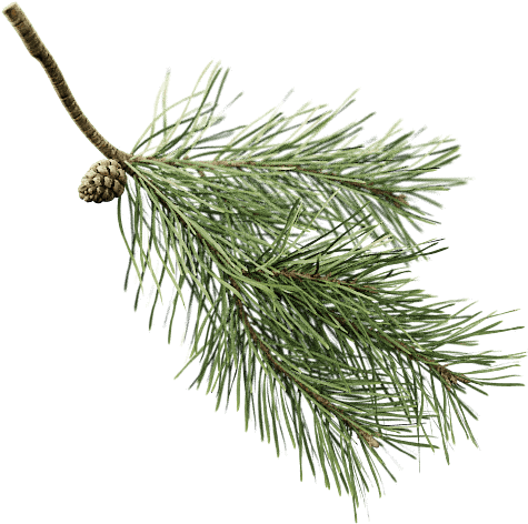 Posts Tagged "conifer" - Scots Pine Twig (500x500), Png Download