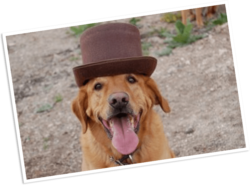 Details - Buster's Natural Pet Supply (829x613), Png Download