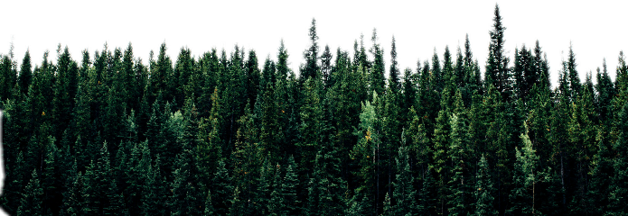 Forest Freetoedit - Tree Line - Free Transparent PNG Download - PNGkey