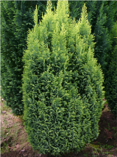 1x Chamaecyparis Ellwoods Gold Dwarf Ornamental Conifer - Chamaecyparis Lawsoniana Ellwood's Gold (500x500), Png Download
