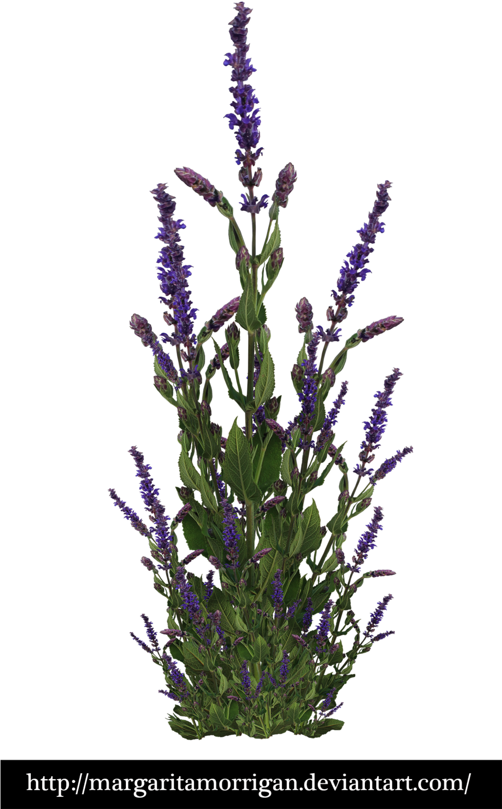 Purple Bush By Margarita-morrigan - Shrub (1024x1704), Png Download
