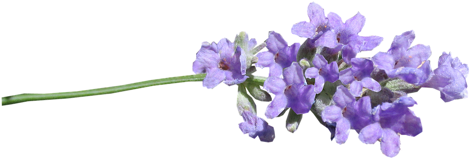 Lavender Png (960x374), Png Download
