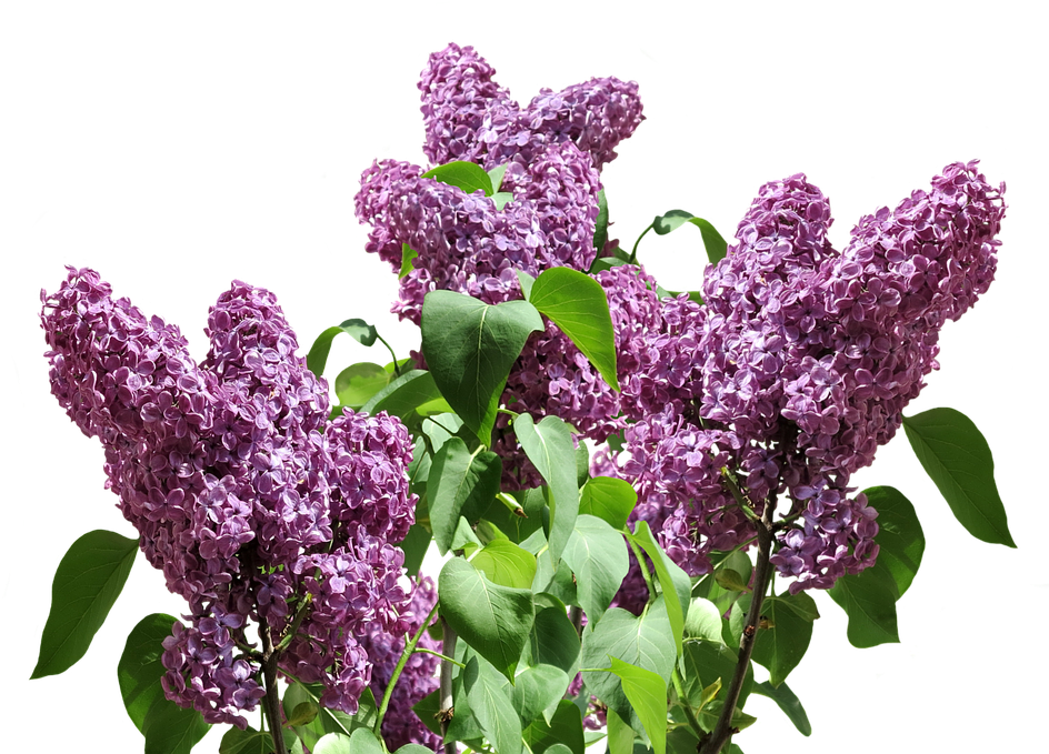 French Lilac Garden Shrubs - Transparent Lilac (960x705), Png Download