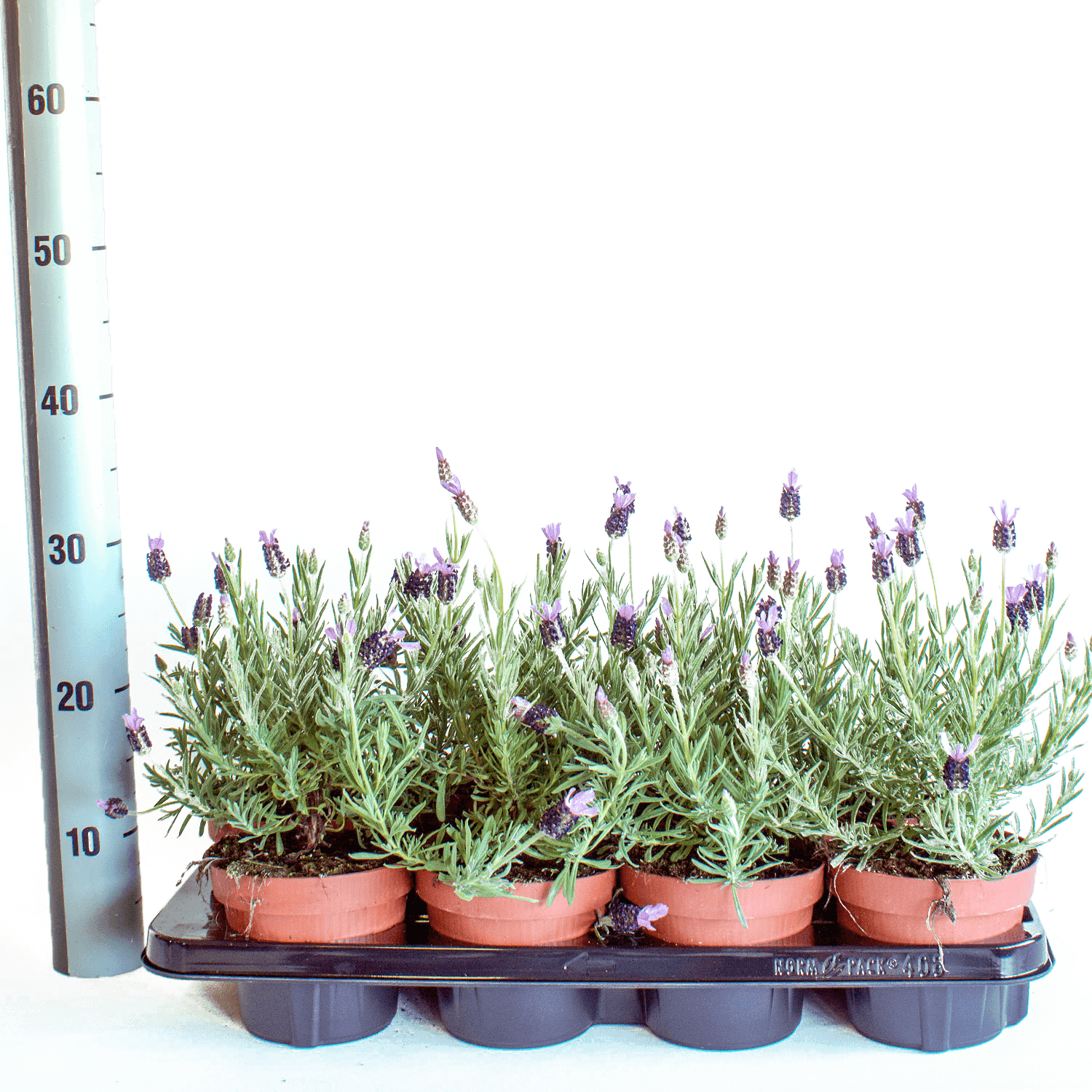 Lavandula Stoechas Papillon In Pot Size 17 Centimeters - Flowerpot (1500x1500), Png Download