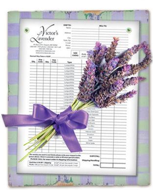December 31, 2016 Victor's Lavender Order Form - Victor's Lavender (313x389), Png Download