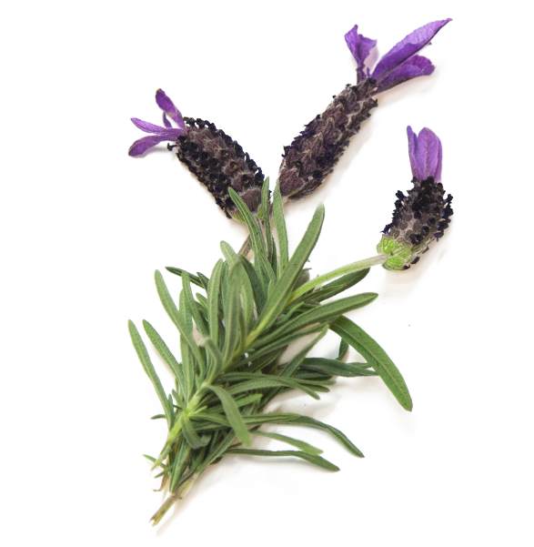 Buy Now - French Lavender (600x600), Png Download