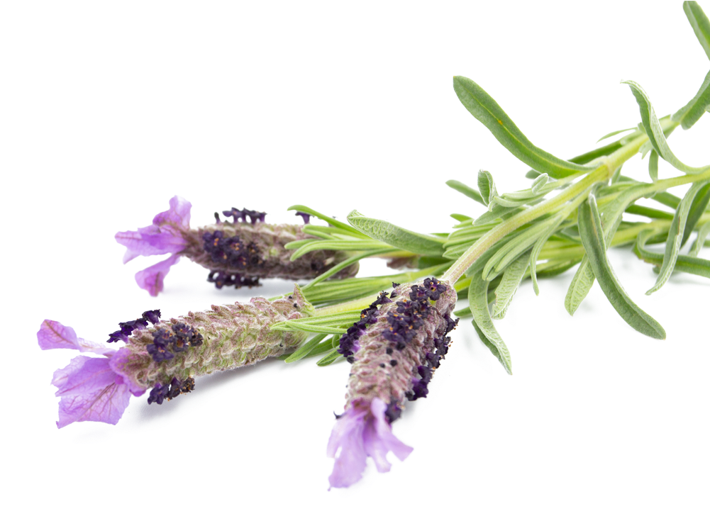 Small Batch Distillery - French Lavender (1000x800), Png Download