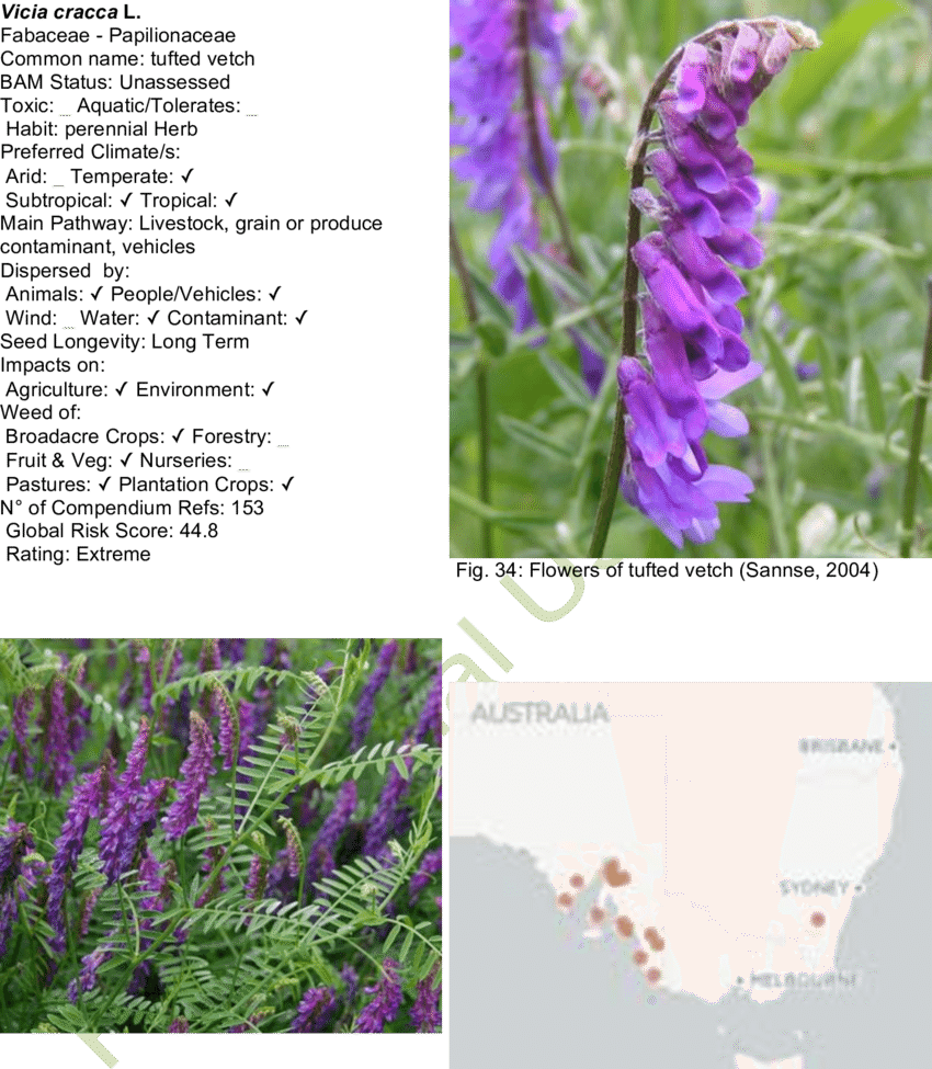 Habit Of Tufted Vetch Map - Bird Vetch (850x975), Png Download
