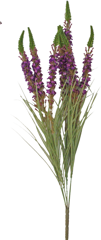25” Torchflower Bush Purple - Lavandula Lanata (350x801), Png Download