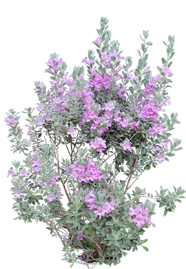 Heavenly Cloud Sage - Transparent Purple Pampas Plant Png (419x560), Png Download
