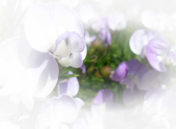 Psoralea Pinnata (610x447), Png Download
