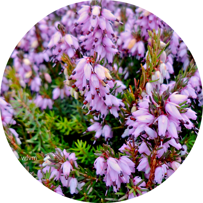 Heathers - Lily Family (700x700), Png Download