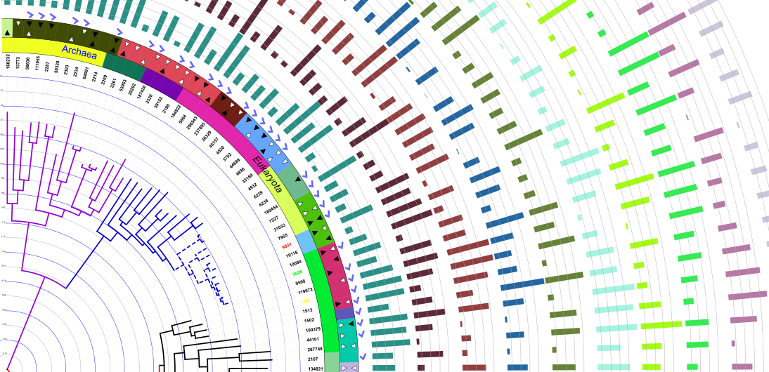 Second Slide - Phylogenetic Tree Background Transparent (1094x530), Png Download